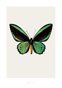 Ornithoptera Priamus Priamus S3
