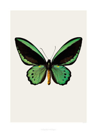 Art print - Ornithoptera Priamus Priamus S3