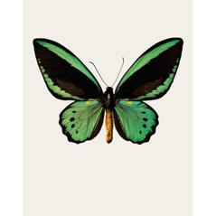 Ornithoptera Priamus Priamus S3