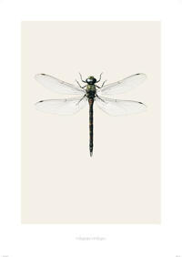 Aeshna cyanea B7