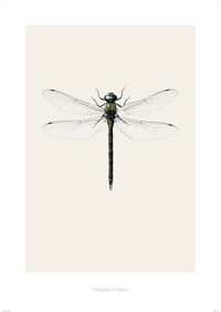 Art print - Aeshna cyanea B7