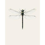 Aeshna cyanea B7
