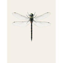 Aeshna cyanea B7