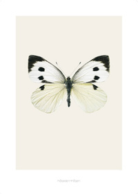 Art print - Pieris brassicae S9
