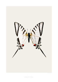 Protesilaus protesilaus nigricornis S6