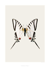 Art print - Protesilaus protesilaus nigricornis S6