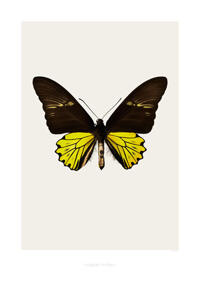 Troides cuneifera cuneifera S4