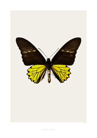 Art print - Troides cuneifera cuneifera S4