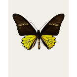 Troides cuneifera cuneifera S4