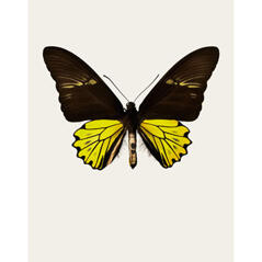 Troides cuneifera cuneifera S4