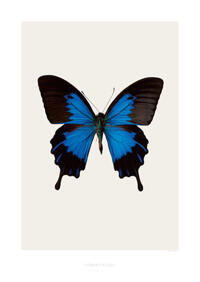Papilio Ulysses telegonus S1