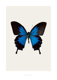 Art print - Papilio Ulysses telegonus S1