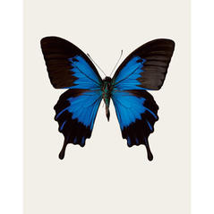 Papilio Ulysses telegonus S1