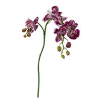 Orkide PHALAENOPSIS