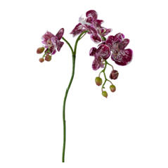 Orkide PHALAENOPSIS