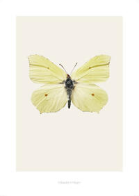 Artprint Gonepteryx rhamni S7