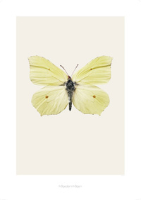 Art print - Artprint Gonepteryx rhamni S7
