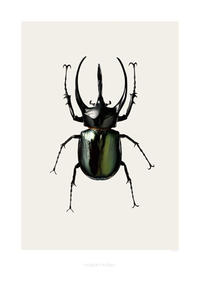 Chalcosoma atlas ( B3 )