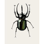 Chalcosoma atlas ( B3 )