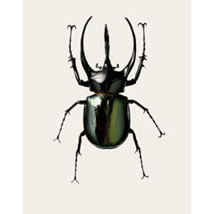 Chalcosoma atlas ( B3 )