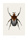 Goliatus cacicus (B4) - bild 2