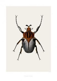Art print - Goliatus cacicus (B4)