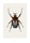 Goliatus cacicus (B4) - bild 1