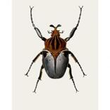 Goliatus cacicus (B4)