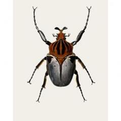Goliatus cacicus (B4)