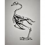 gallus gallus (BC1)