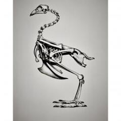 gallus gallus (BC1)
