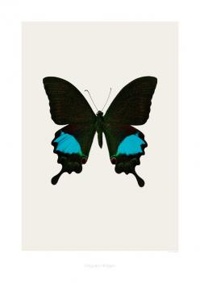 Art print - Papilio paris gedeensis (S2)
