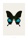 Papilio paris gedeensis (S2) - bild 1