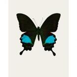 Papilio paris gedeensis (S2)