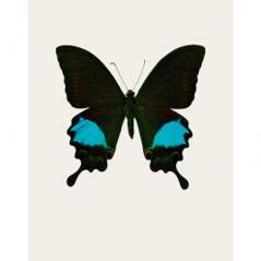 Papilio paris gedeensis (S2)