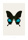 Papilio paris gedeensis (S2) - bild 2