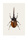 Acrocinus longimanus B5 - bild 2