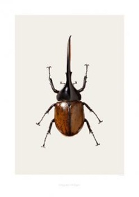Art print - Acrocinus longimanus B5