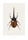 Acrocinus longimanus B5 - bild 1