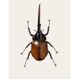 Acrocinus longimanus B5