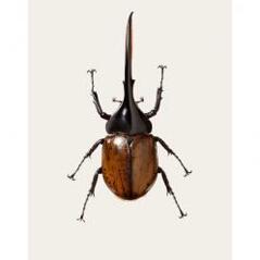 Acrocinus longimanus B5