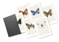 Art print - Bug box -fjärilar