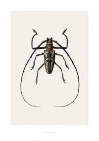 Art print - Batocera wallacei (B2)