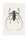 Batocera wallacei (B2) - bild 1