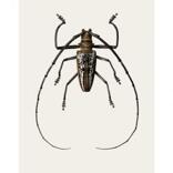 Batocera wallacei (B2)