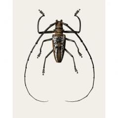 Batocera wallacei (B2)