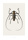Batocera wallacei (B2) - bild 2