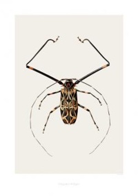 Art print - Acrocinus longimanus (B6)