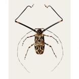 Acrocinus longimanus (B6)
