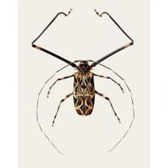 Acrocinus longimanus (B6)